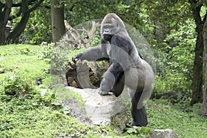 Gorilla silverback