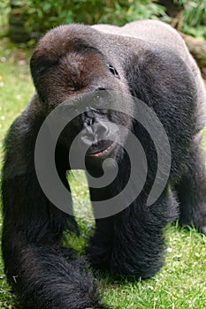 Gorilla silverback comming close, sharp eye. Gorilla seems to smile.