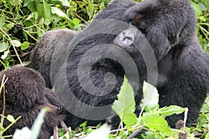 Gorilla Silverback Father