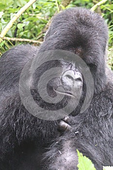 Gorilla Silverback Portrait