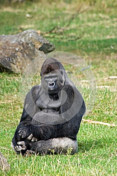 Gorilla silverback relaxing photo