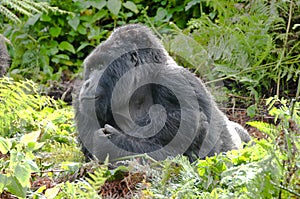 Gorilla Silverback resting