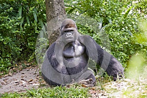 Gorilla Sitting