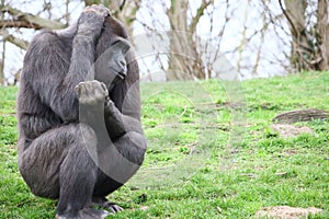 Gorilla sitting on grass while scratching its head
