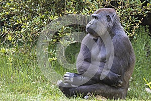 Gorilla sitting on grass