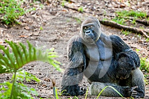 Gorilla sitting in the jungle