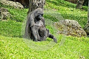Gorilla sitting on the lawn leant on tree