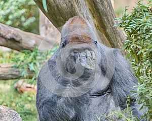 Gorilla, Smithsonian National Zoo, Washington, D.C.