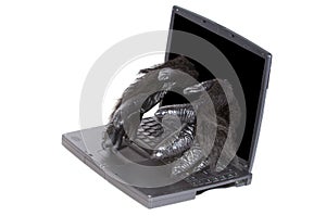 Gorilla software repairing computer