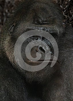 gorilla with squashed face