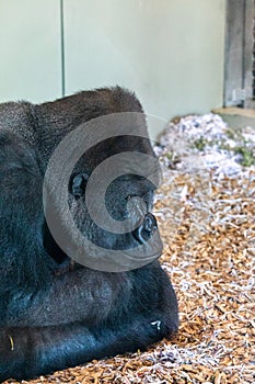 gorilla with squashed face