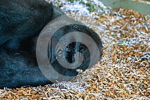 gorilla with squashed face