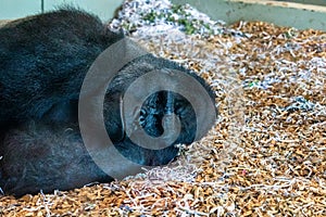 gorilla with squashed face