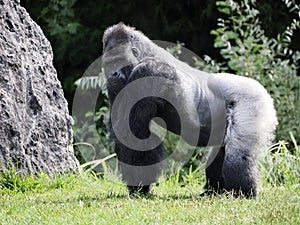 Gorilla standing on grass photo