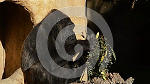 Gorilla sunbathing and eating leaves a sunny day