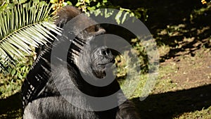 Gorilla sunbathing - Western lowland gorilla