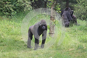 Walking Gorilla