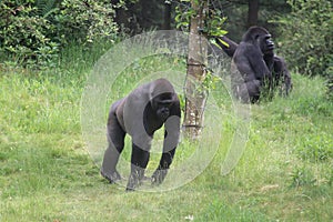 Walking Gorilla