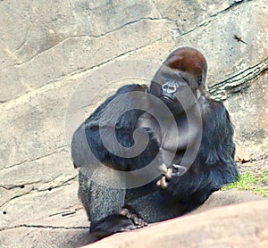 Gorilla thinking