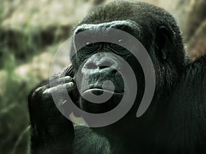 Gorilla in thought photo