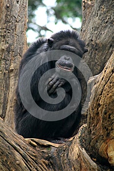 Gorilla in tree photo