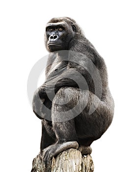 Gorilla on tree trunk, isolated