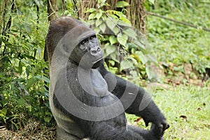 Gorilla (Troglodytes gorilla) sitting on the ground. Gorilla is herbivorous apes that inhabit the forests