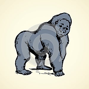 Gorilla. Vector illustration