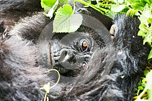 Gorilla in Virunga reserve, Rwanda