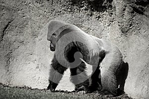 Gorilla walking, in black and white