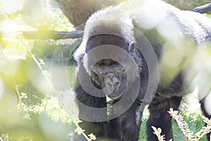 Gorilla photo