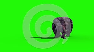 Gorilla Walks Back Green Screen 3D Rendering Animation