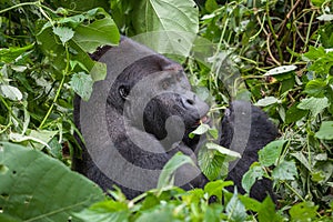 Gorilla in wilderness Democratic Republic of Congo