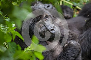 Gorilla in Congo rainforest photo