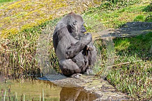 Gorilla woman eats her food by the water