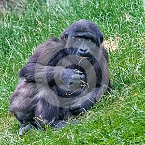 Gorilla, young monkey