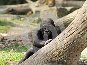 Gorilla youngster