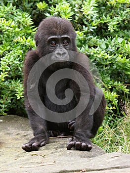 Gorilla youngster