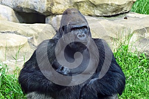 Gorilla at the zoo