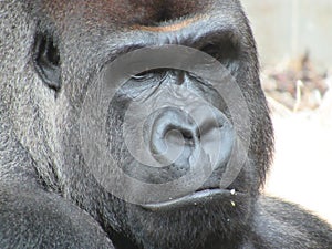 A gorilla in a zoo.