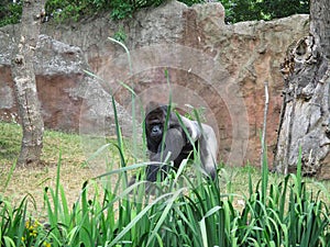 a gorilla in the zoo