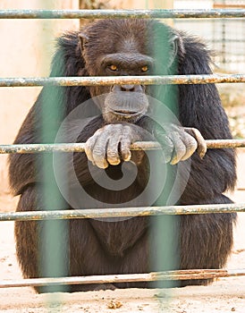 Gorilla in zoo