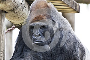 Gorilla at the Zoo in Brownsville Texas