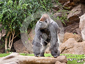 Gorilla in the zoo Loro Park photo