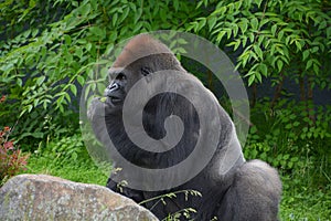 Gorillas