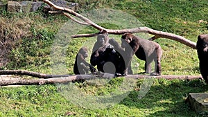 Gorillas are begging for food