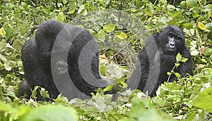 Gorillas - Bwindi Impenetrable Forest - Uganda photo