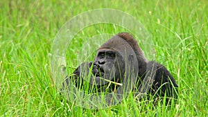 The gorillas come to feed on aquatic plants rich in salt in Mbeli Bai