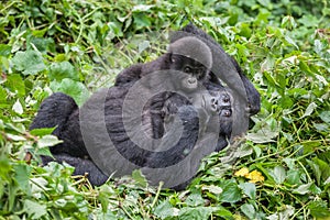 Gorillas family in Congo rainforest