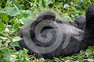 Gorillas family in Congo rainforest